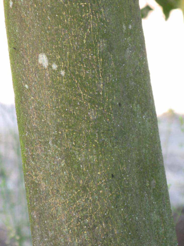            Bark (Winter Haven, FL)      